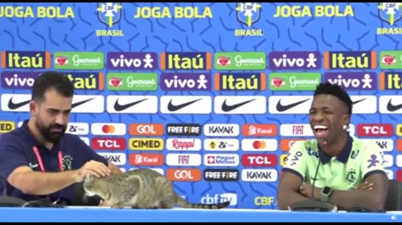 На пресс-конференцию Винисиуса проник котейка и уселся на столе. Пушистика нагло прогнали (ВИДЕО)