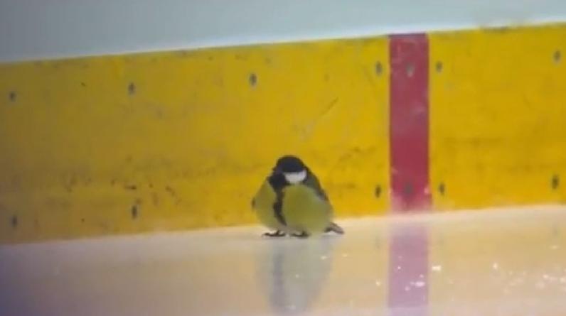 Синица едва не помешала фигуристке во время проката на Finlandia Trophy