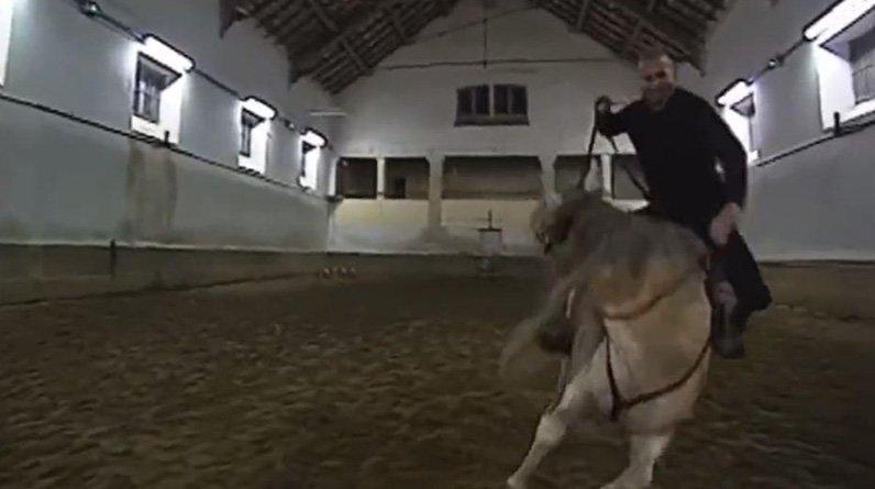 Зидан упал с лошади. Но вышел из положения максимально круто